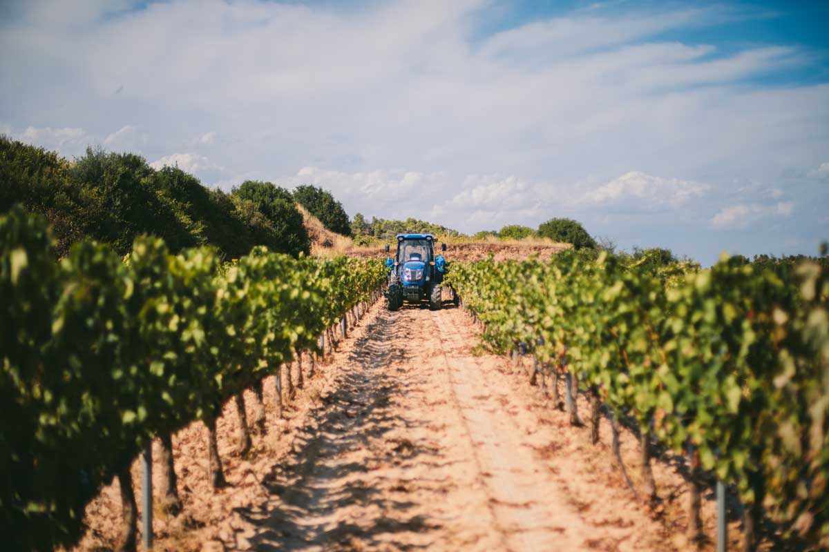 El tros Fotografia de les vinyes i al fons Vilalba dels Arcs.